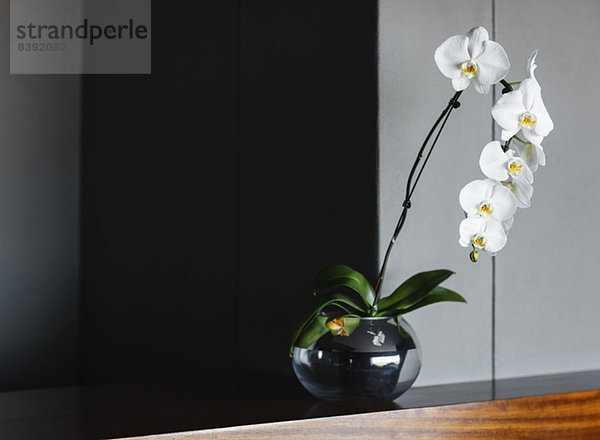 Orchideen in Vase auf der Theke