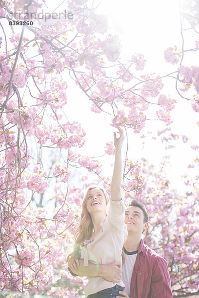 Mann hebt Freundin an  um rosa Blumen am Baum zu erreichen