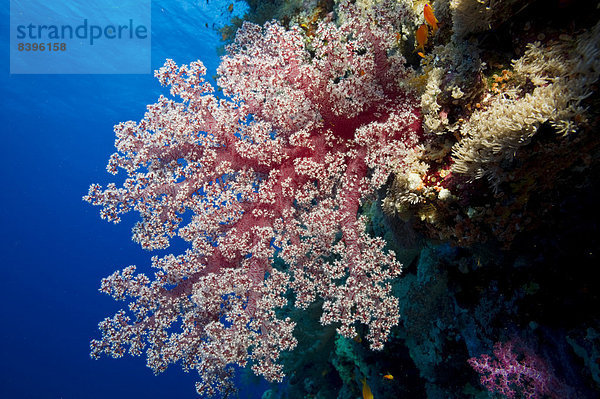 Weichkoralle (Alcyonacea)  Rotes Meer  Ägypten