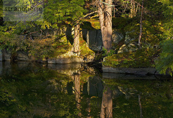 Bäume spiegeln sich im Wasser im frühen Morgenlicht  Foster  Eastern Townships  Quebec Province  Kanada