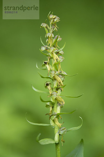 Grüne Hohlzunge (Coeloglossum viride)  blühend  Thüringen  Deutschland