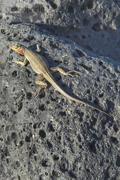 Galápagos Lavaechse (Microlophus albemarlensis)  Galapagosinseln