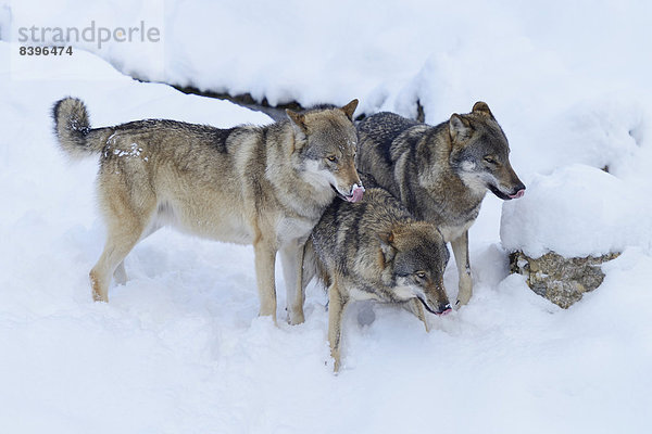 europäisch Wolf Canis lupus Schnee Schweiz