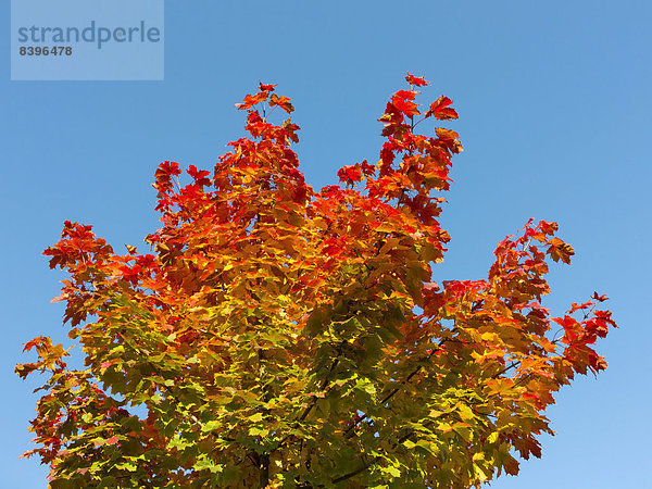 Ahorn (Acer sp.) mit Herbstlaub