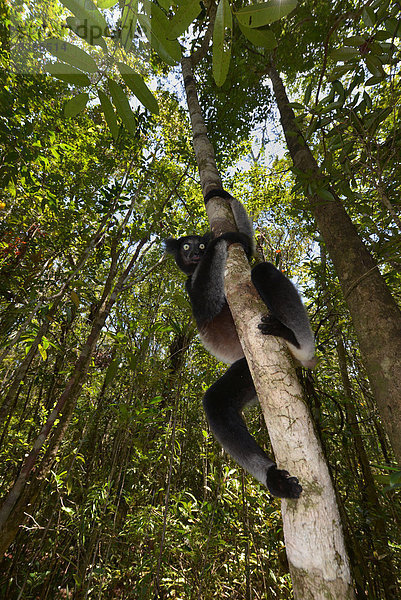 Indri (Indri indri)  Nationalpark Analamazaotra  Madagaskar