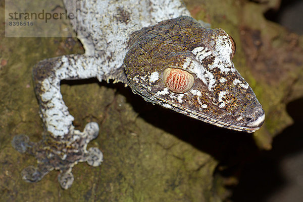 Plattschwanzgecko-Art (Uroplatus fimbriatus)  Nosy Mangabe  Nationalpark Masoala  Madagaskar