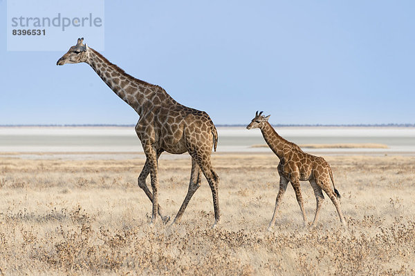 Giraffe (Giraffa camelopardis) und Jungtier  Etosha-Salzpfanne  Etosha-Nationalpark  Namibia