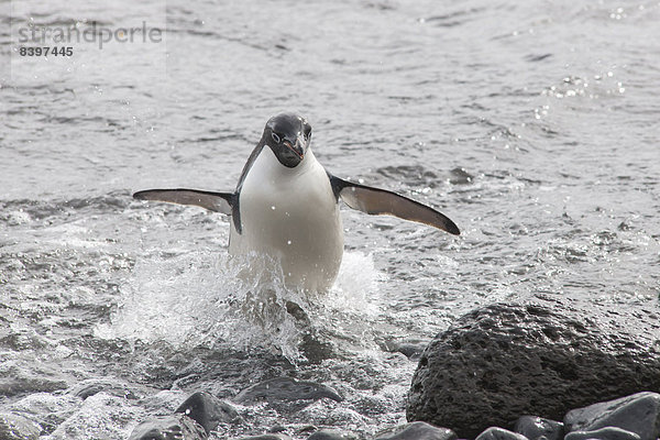 Wasser Langschwanzpinguin Antarktis verlassen Paulet Island Pinguin antarktische Halbinsel