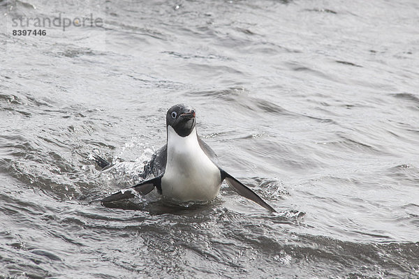 Wasser Langschwanzpinguin Antarktis verlassen Paulet Island Pinguin antarktische Halbinsel