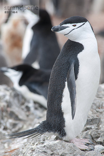 Zügelpinguin (Pygoscelis antarcticus)  Hannah Point  Livingston Island  Antarktis