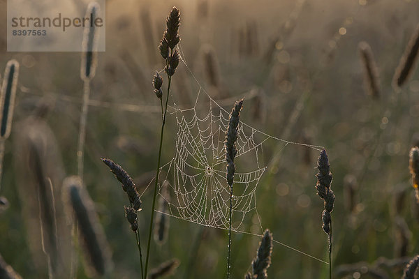 Spinnweben mit Tautropfen auf einer Wiese  Woiwodschaft Ermland-Masuren  Polen