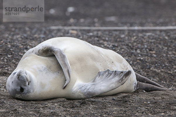 Krabbenfresserrobbe (Lobodon carcinophagus) ruht am Strand  Deception Island  Antarktische Halbinsel