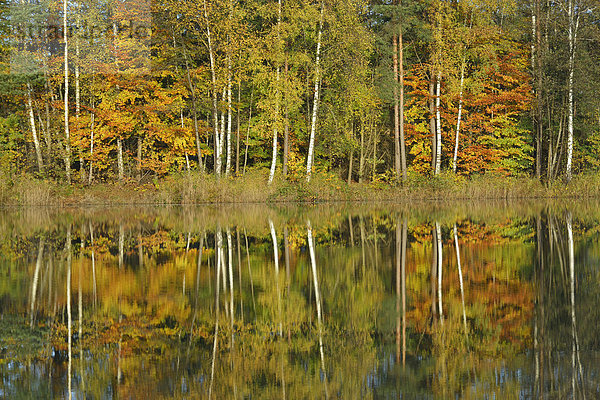 Herbstwald mit Spiegelung in einem See  Haren  Emsland  Niedersachsen  Deutschland