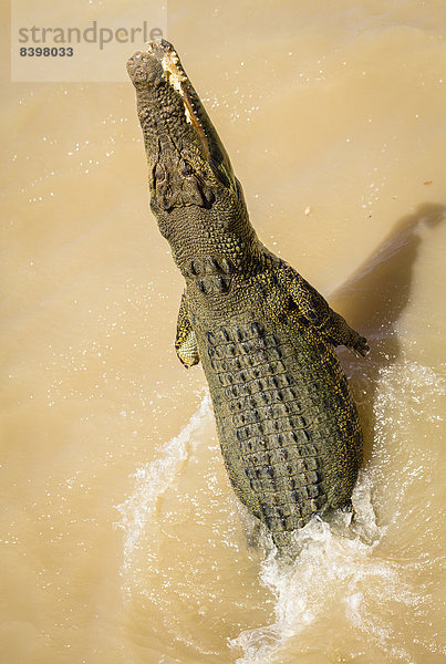 Leistenkrokodil (Crocodylus porosus) springt aus dem Wasser  Australien