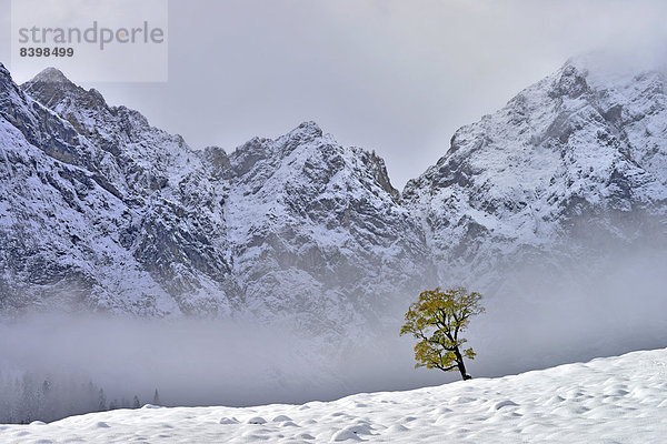 Berg-Ahorn (Acer pseudoplatanus)  dahinter die Grubenkar-Wände  Großer Ahornboden  Karwendel-Gebirge  Tirol  Österreich