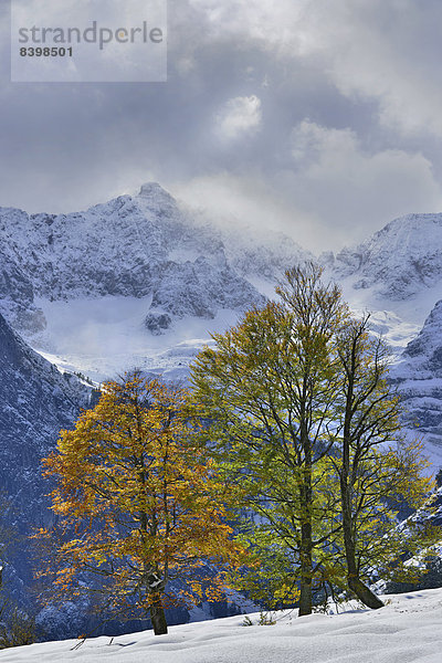 Berg-Ahorn (Acer pseudoplatanus)  dahinter das Karwendel-Gebirge  Großer Ahornboden  Tirol  Österreich