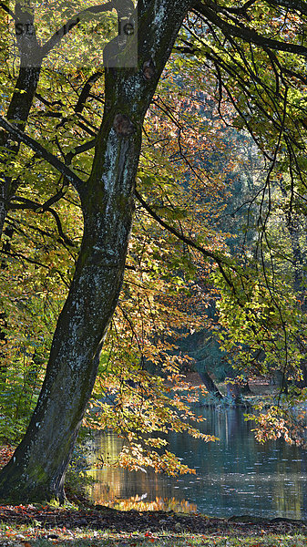 Rotbuchen (Fagus sylvatica) im Herbst  Schlosspark Matzen  Kramsach  Tirol  Österreich