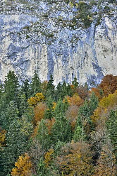 Bunter Herbstwald vor Felswand  Berglsteiner See  Breitenbach  Tirol  Österreich