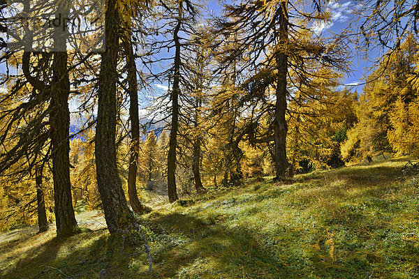 Europa?ische La?rche (Larix decidua)  Lärchenwiesen  Obernbergtal  Tirol  Österreich