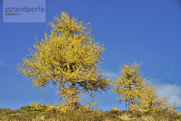 Europa?ische La?rche (Larix decidua)  Lärchenwiesen  Obernbergtal  Tirol  Österreich