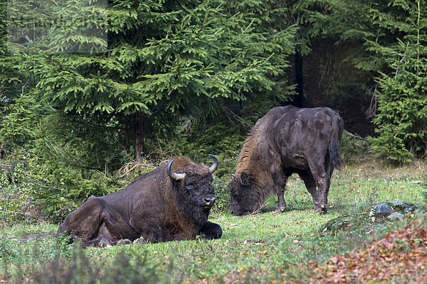 Europa?ische Wisente (Bison bonasus)  Freigehege  Nationalpark Bayerischer Wald  Bayern  Deutschland