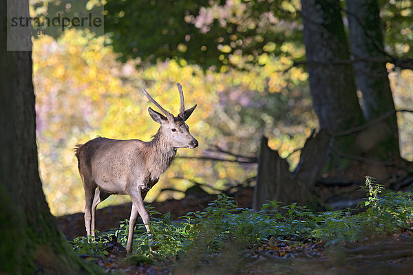 Rothirsch (Cervus elaphus)  Männchen  Jungtier  Spießer  Freigehege  Nationalpark Bayerischer Wald  Bayern  Deutschland