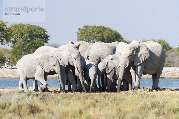 Afrikanische Elefanten (Loxodonta africana)  Herde am Wasserloch  Etosha Nationalpark  Namibia