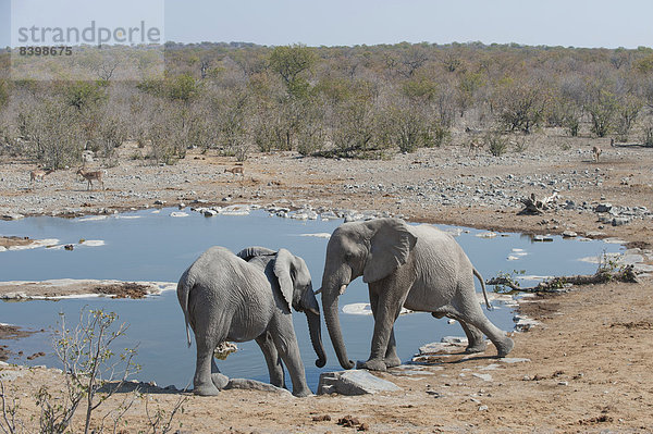 Zwei afrikanische Elefanten (Loxodonta africana) schieben sich gegenseitig  Halali Wasserloch  Etosha National Park  Namibia
