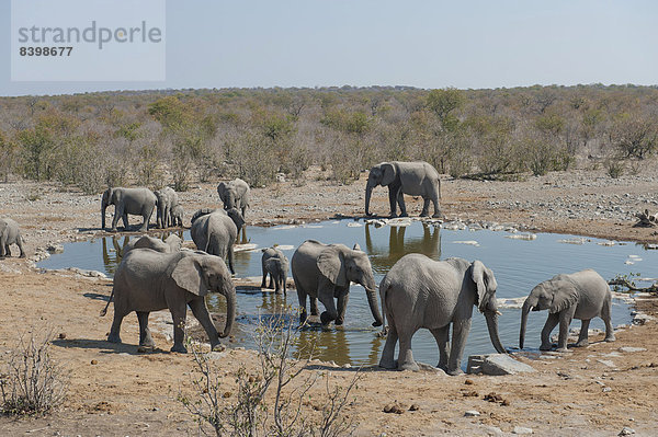 Afrikanische Elefanten (Loxodonta africana)  Herde trinkt am Halali Wasserloch  Etosha Nationalpark  Namibia