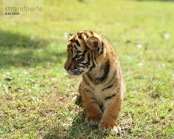 Königstiger  Panthera tigris tigris