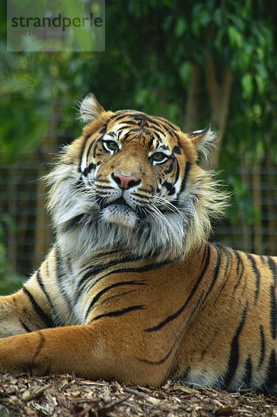 Sumatratiger  Panthera tigris sumatrae