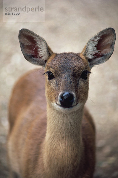 Four-horned antelope