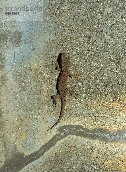 T-Koh Samui  Gecko