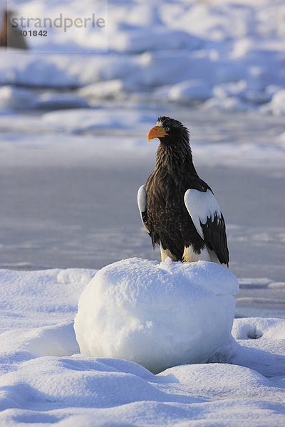 Adler Hokkaido