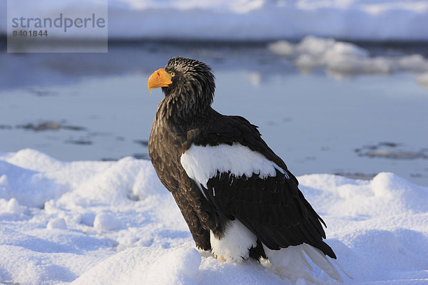 Adler Hokkaido