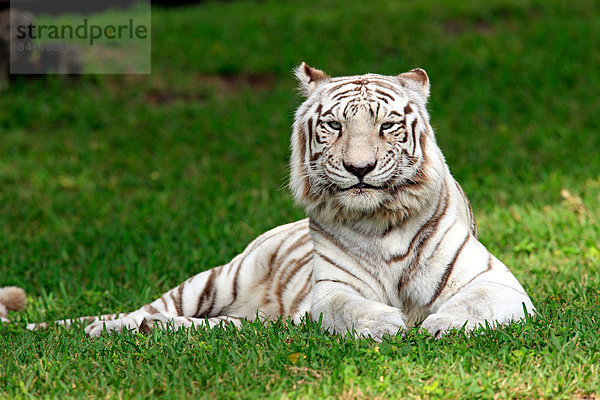 Tiger  Panthera tigris  Indien