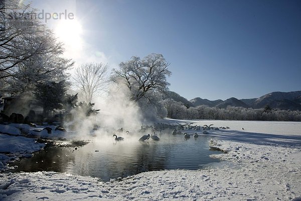 Schwan  Hokkaido