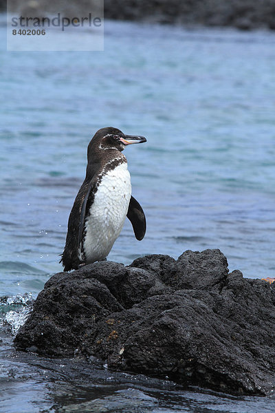 Galapagosinseln  Pinguin