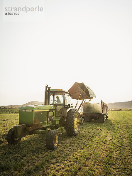 Europäer  fahren  Traktor  Nutzpflanze  Feld  Bauer