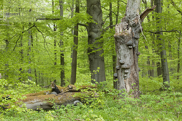 Abgestorbene Rotbuche (Fagus sylvatica) mit Zunderschwamm (Fomes fomentarius)  Nationalpark Hainich  Thüringen  Deutschland