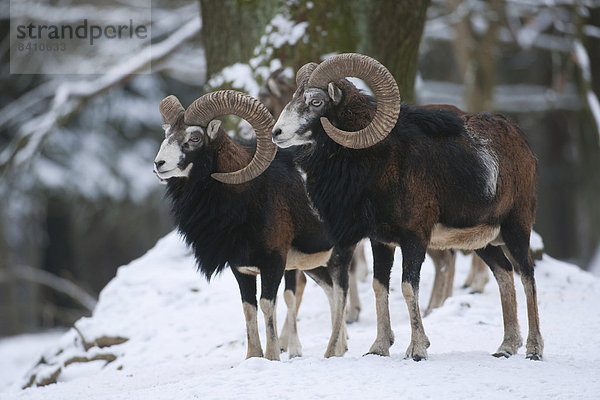 Europäischer Mufflon (Ovis ammon musimon)  zwei Muffelwidder stehen im Schnee  captive  Sachsen  Deutschland
