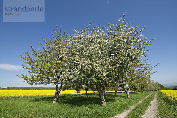 Blühende Apfelbäume (Malus domestica)  Thüringen  Deutschland