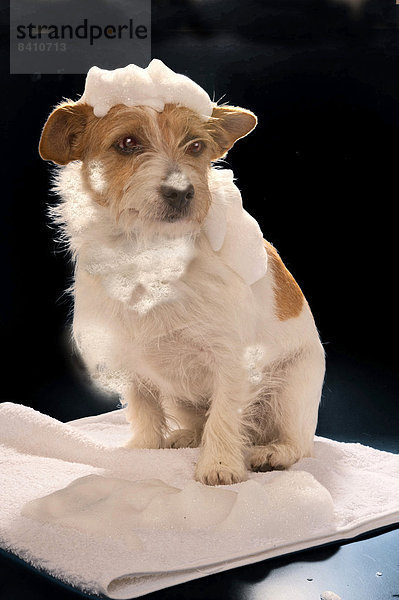 Jack Russell Terrier nach einem Bad mit Hundeshampoo