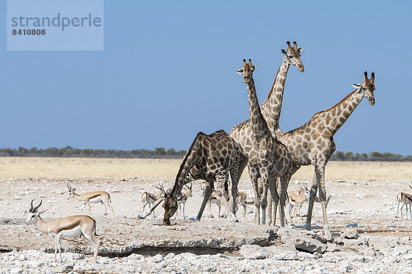 Giraffen (Giraffa camelopardalis)  Etosha-Nationalpark  Namibia