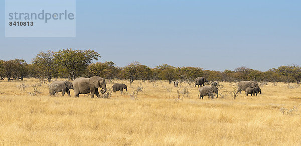 Afrikanische Elefanten (Loxodonta africana)  Etosha-Nationalpark  Namibia