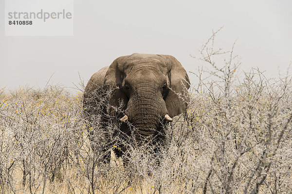 Afrikanischer Elefant (Loxodonta africana)  Elefantenbulle steht zwischen trockenen Akazienbüschen  Etosha-Nationalpark  Namibia
