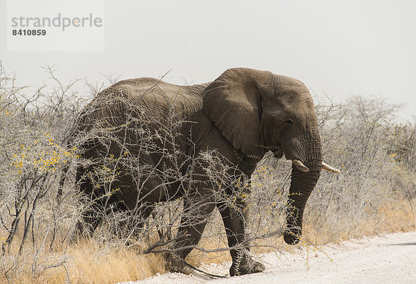 Afrikanischer Elefant (Loxodonta africana)  Elefantenbulle überquert eine Straße  Etosha-Nationalpark  Namibia