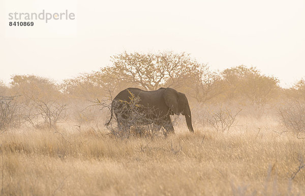 Afrikanischer Elefant (Loxodonta africana)  Etosha-Nationalpark  Namibia