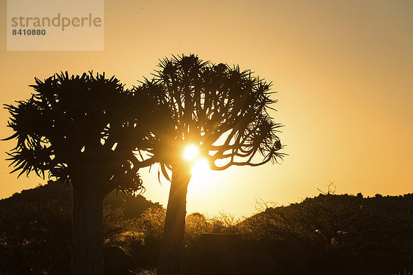 Köcherbäume oder Kokerbäume (Aloe dichotoma) bei Sonnenuntergang  bei Keetmanshoop  Namibia