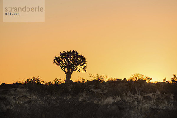Köcherbaum oder Kokerbaum (Aloe dichotoma) bei Sonnenuntergang  bei Keetmanshoop  Namibia
